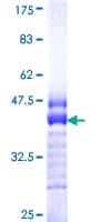Human CDH2 / N Cadherin Protein (Recombinant GST, N-terminus)