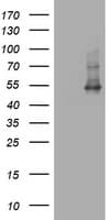 CD4 Antibody (clone OTI3E11)