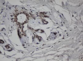 JUN / c-Jun Antibody (clone OTI3E2)