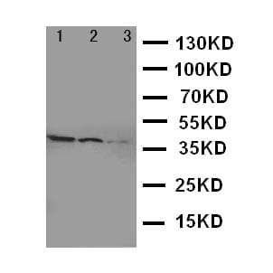 SMAD2 Antibody (aa94-112)