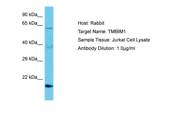 TMBIM1 Antibody (aa46-95)