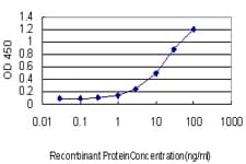 NQO1 Antibody (clone 1E3-A6)