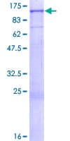 Human AGO4 / EIF2C4 Protein (Recombinant GST)