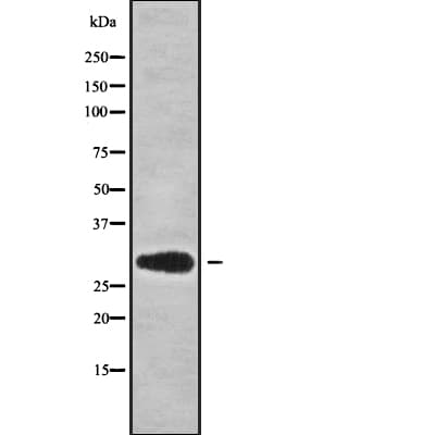 MRPS18B Antibody
