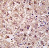 PSMA5 Antibody (aa1-30)