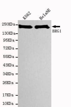 SMARCA4 / BRG1 Antibody