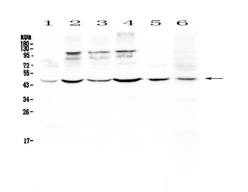 CD209 / DC-SIGN Antibody