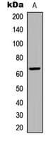 FZD9 / Frizzled 9 Antibody (C-Terminus)