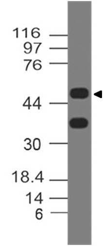 BHLHB2 / DEC1 Antibody