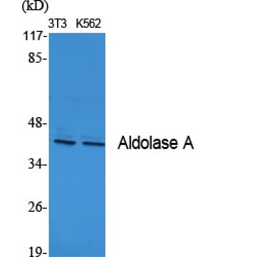 Polyclonal Rabbit anti-Human ALDOA / Aldolase A Antibody (1-80 aa, N-terminal, IF, WB)