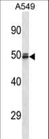 EDAG / HEMGN Antibody (aa420-449)
