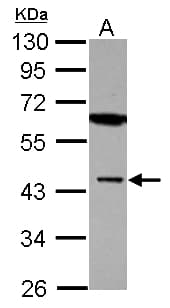 MBNL1 / MBNL Antibody