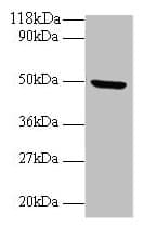 BMP7 Antibody