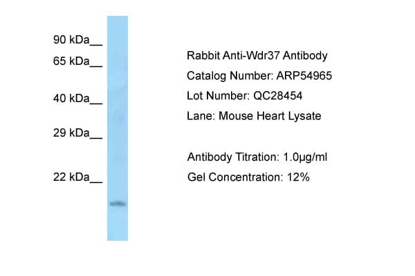 Polyclonal Rabbit anti-Mouse WDR37 Antibody (N-Terminus, WB)