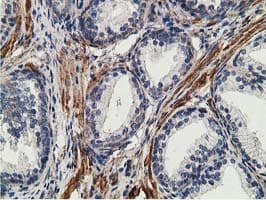 CCNB1IP1 Antibody (clone OTI4H3, Carrier-free)