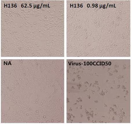 Enterovirus 71 VP1 Antibody (clone H136, Preservative Free)