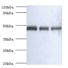 Ovalbumin Antibody (Biotin)