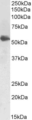 IHC-plus™ LCAT Antibody