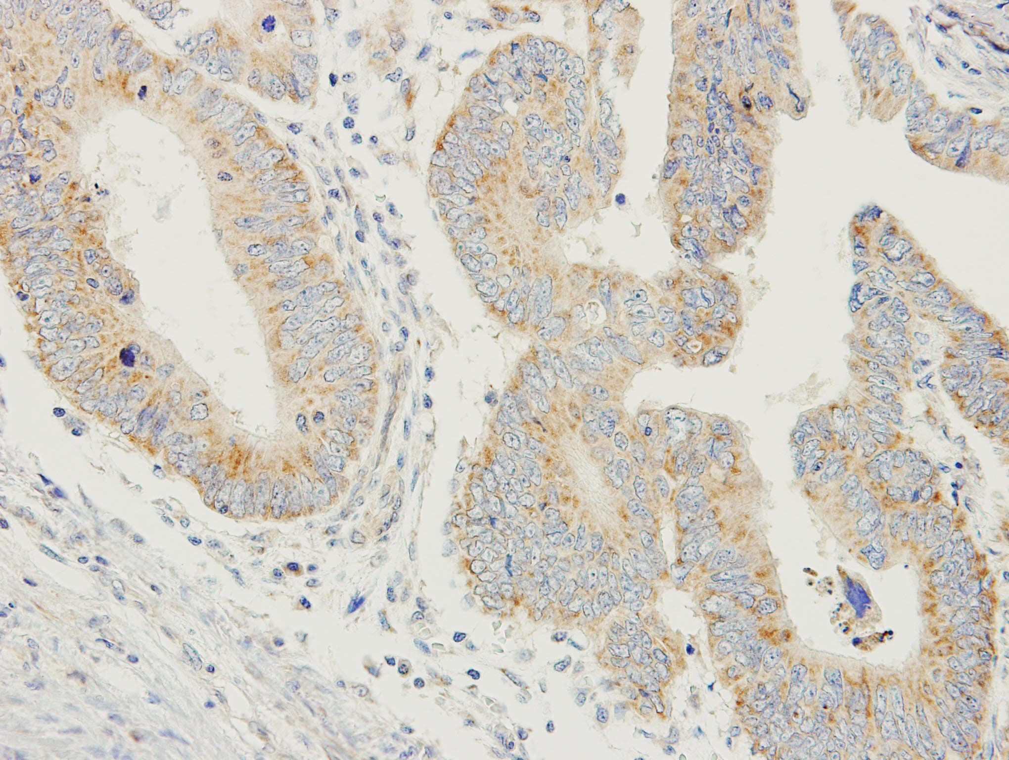 PDYN / ProDynorphin Antibody (aa1-196)