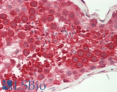 UBL5 Antibody (aa18-67)