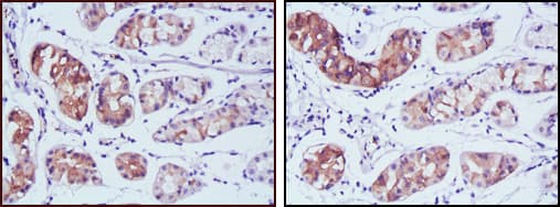 Monoclonal Mouse anti-Human PGA5 / Pepsin A Antibody (clone 2C1, IHC, WB)