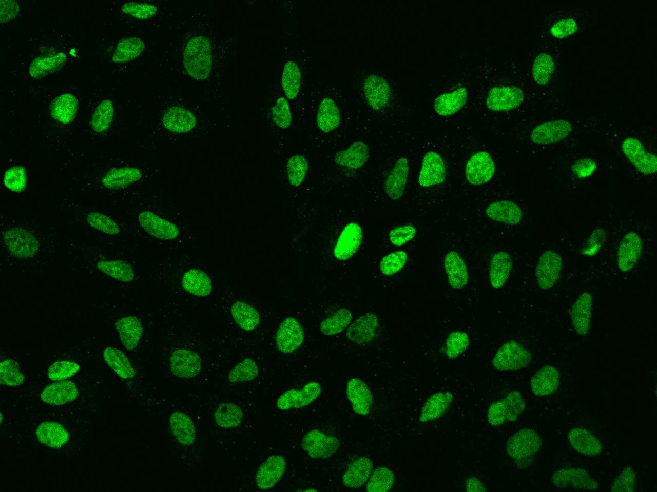 HEXIM1 Antibody