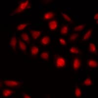 KLF3 Antibody