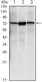 IHC-plus™ Monoclonal Mouse anti-Human HSPA5 / GRP78 / BiP Antibody (clone 4E3, aa525-628, IHC, WB)