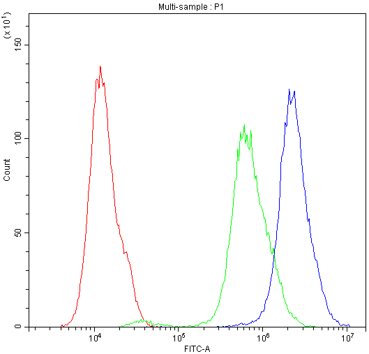 SCRIB / Scribble Antibody