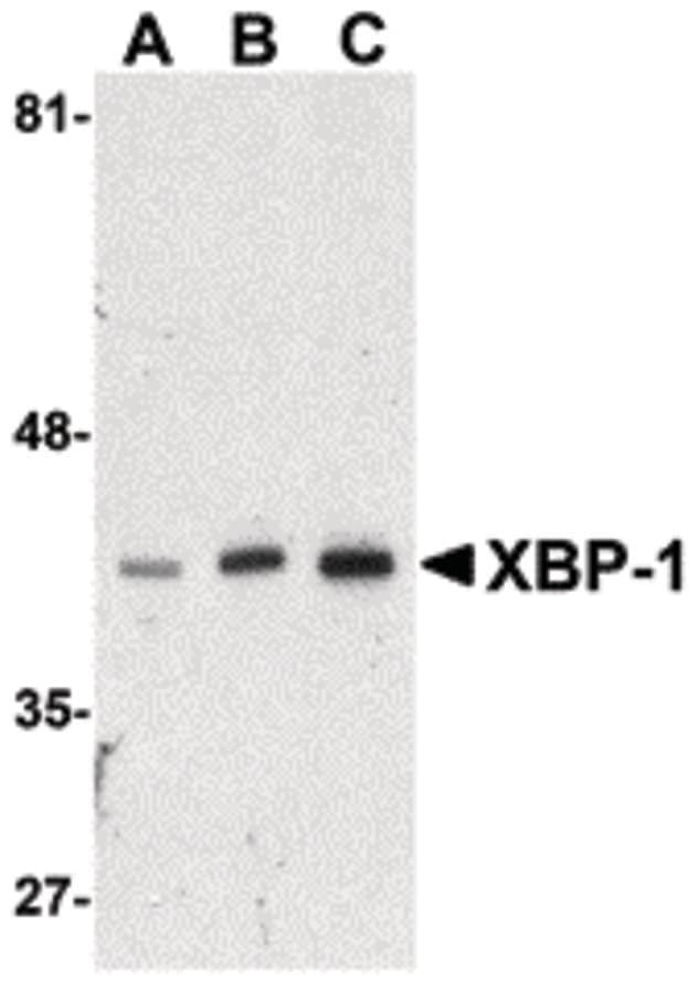IHC-plus™ XBP1 Antibody