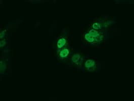 ARNTL / BMAL1 Antibody (clone OTI1D1)