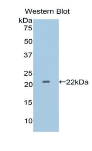 IL1A / IL-1 Alpha Antibody (aa95-269)