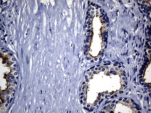 SYTL4 / Granuphilin Antibody (clone OTI2B3, Carrier-free)