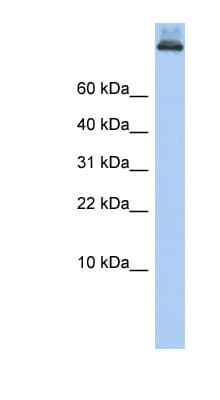 COPA / Xenin Antibody (aa396-445)