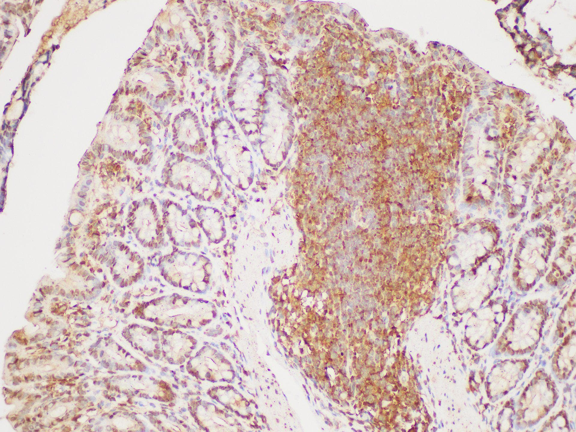 GAPDH Antibody