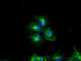Monoclonal Mouse anti-Human Basigin / Emmprin / CD147 Antibody (clone OTI4E11, IHC, IF, WB)