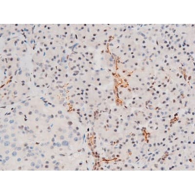 Polyclonal Rabbit anti-Human GATA4 Antibody (phospho-Ser262, IHC, IF, WB)