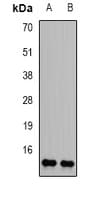 Histone H2B Antibody
