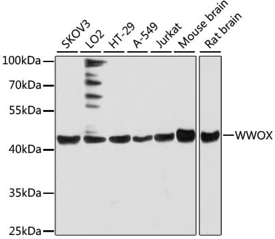WWOX Antibody