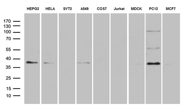 DUSP5 Antibody (aa125-384, clone OTI5H9)