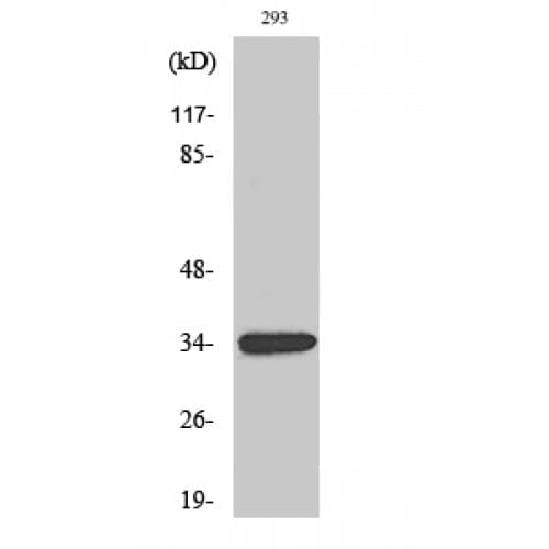 GDF15 Antibody (1-80 aa, Internal)