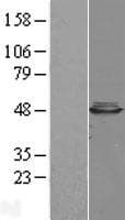 CBWD1 Protein (Over-Expression Lysate Myc-DDK (Flag))
