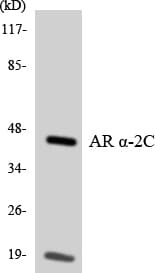 ADRA2C Antibody (aa320-369)