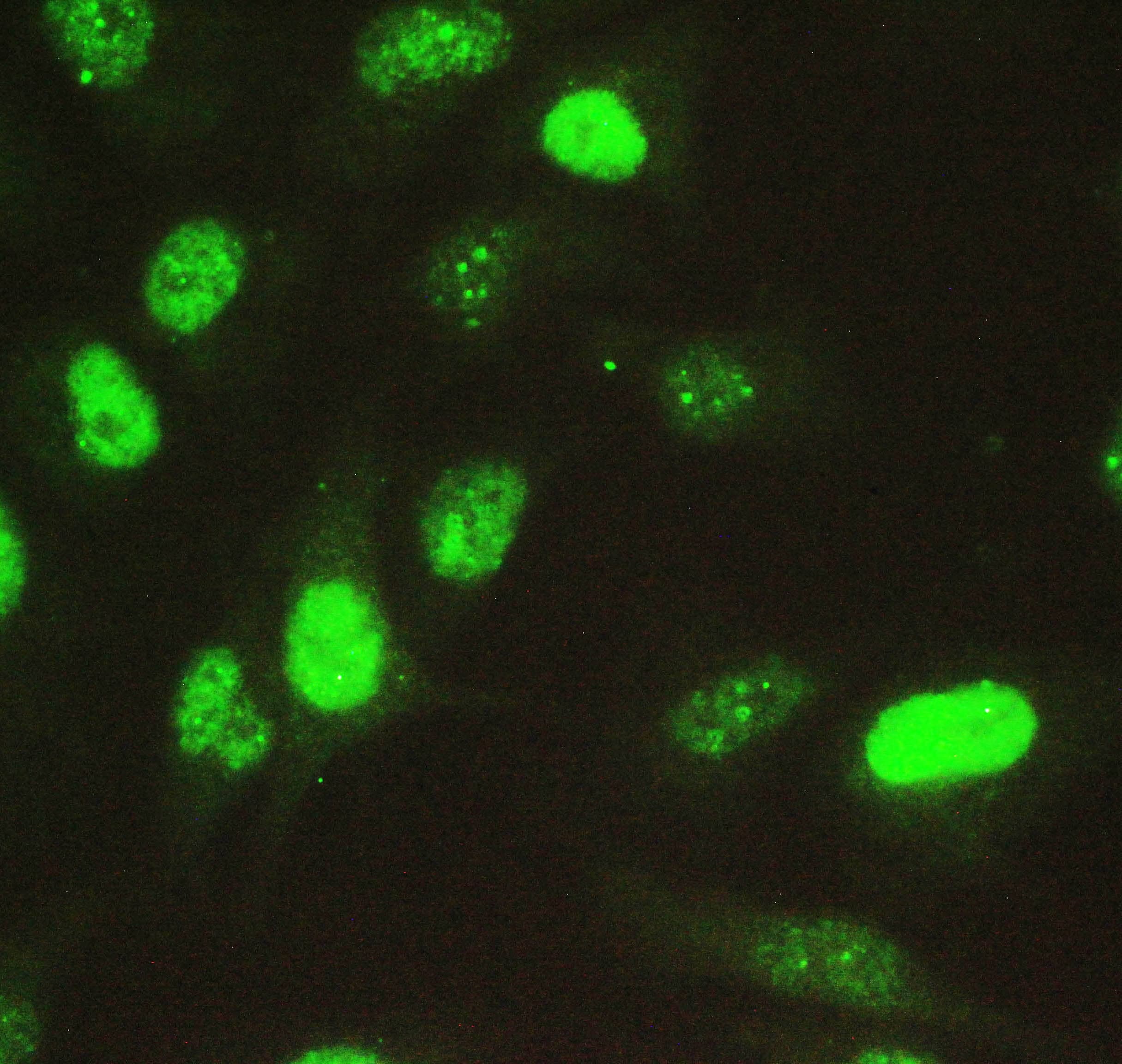 NOVA1 Antibody