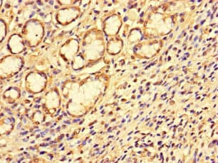 SS18L1 / CREST Antibody