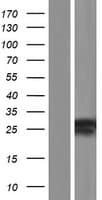 MBD3L2 Protein (Over-Expression Lysate Myc-DDK (Flag))