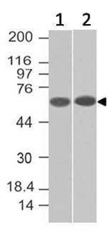 CD105 Antibody