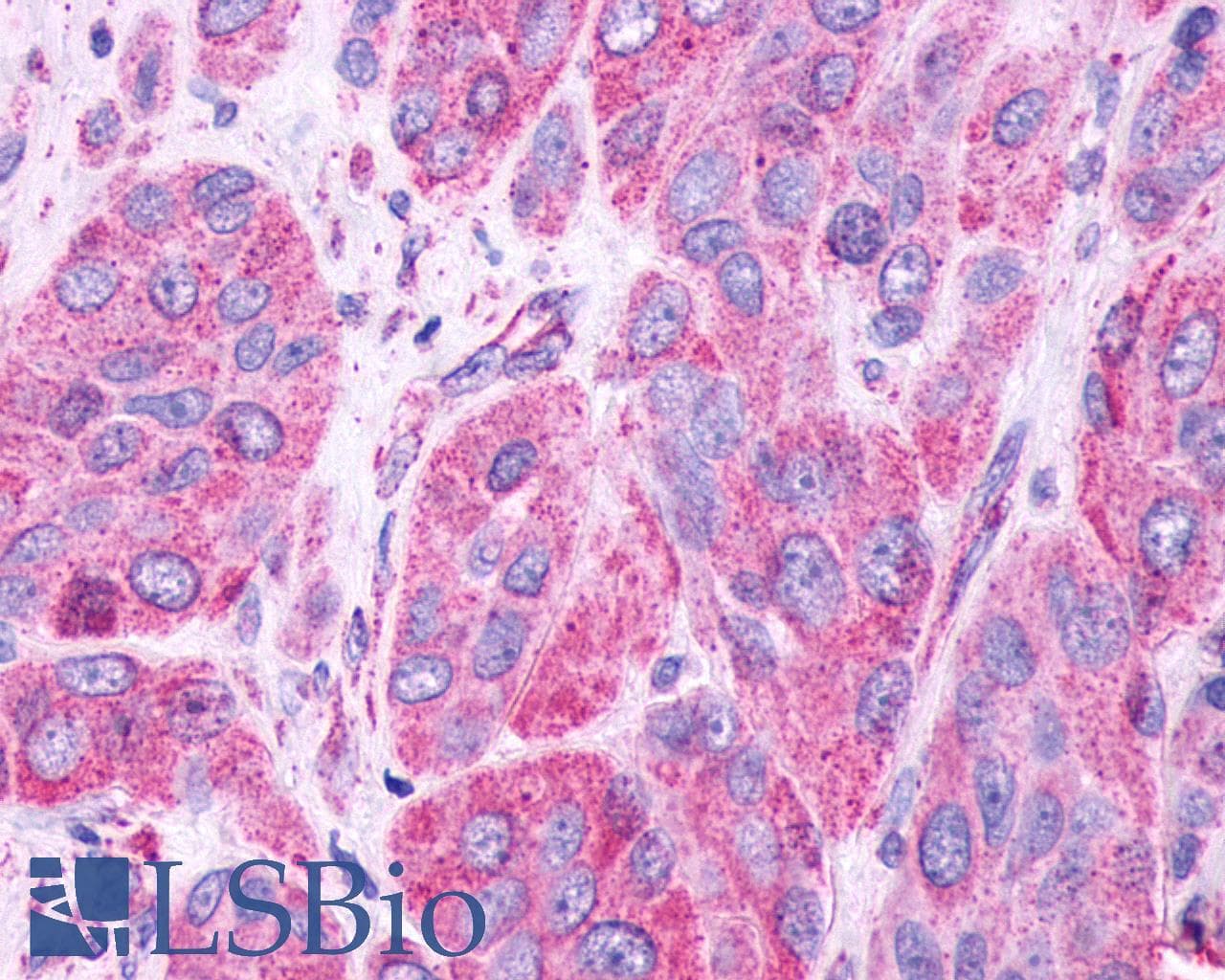 PathPlus™ GPR61 Antibody (N-Terminus)