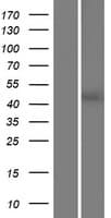 SGPP2 Protein (Over-Expression Lysate Myc-DDK (Flag))