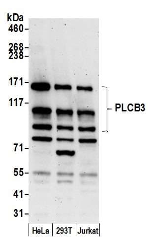 PLCB3 Antibody (aa525-575)